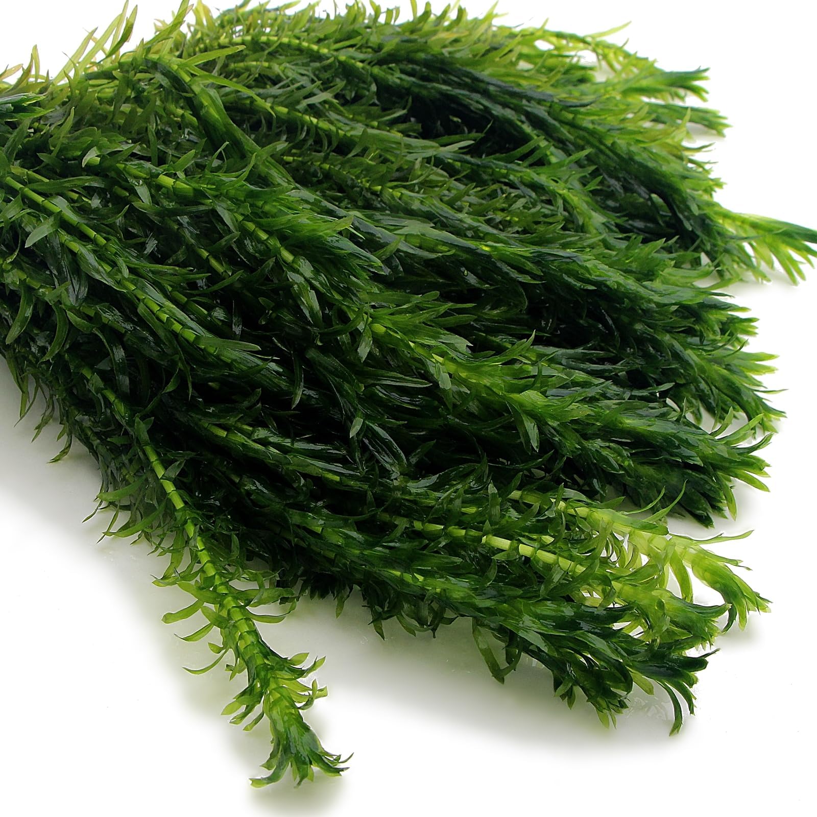 10 ELODEA DENSA Oxygenating Weed Live Pond Plant Water Aquarium Aquatic Plants Egeria K2aqua — view 4