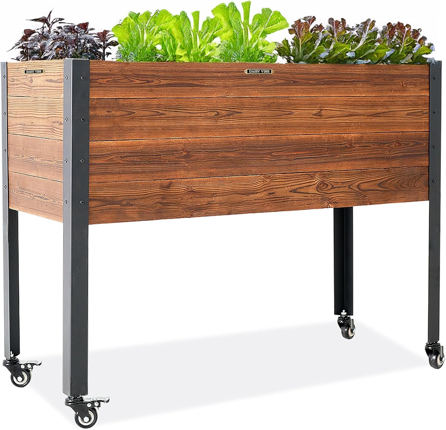 大型 柱サボテン 3本立ち アンティーク調 陶器鉢 植え込み発送 柱