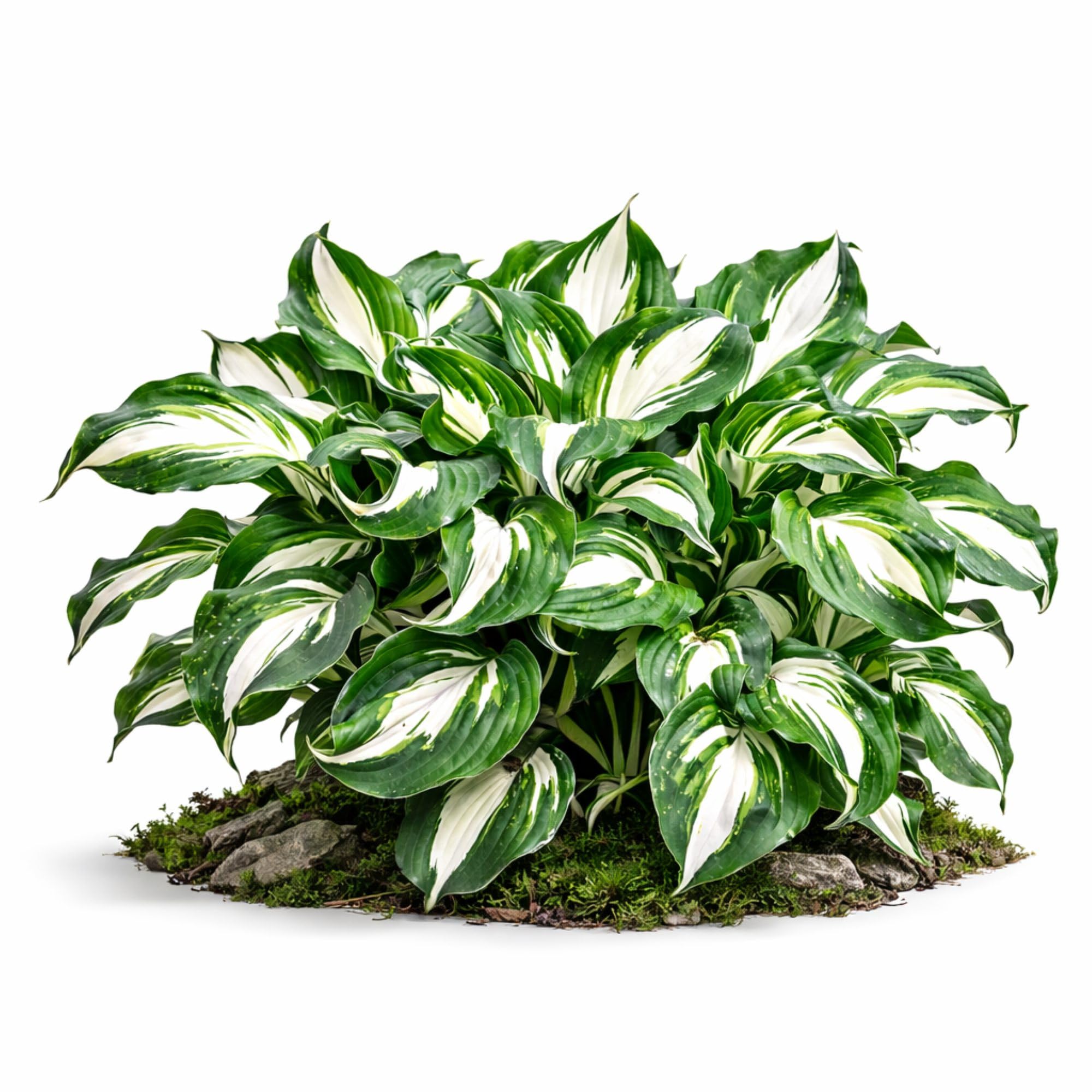 Easy to Grow Hosta Mediovariegata 3 Roots