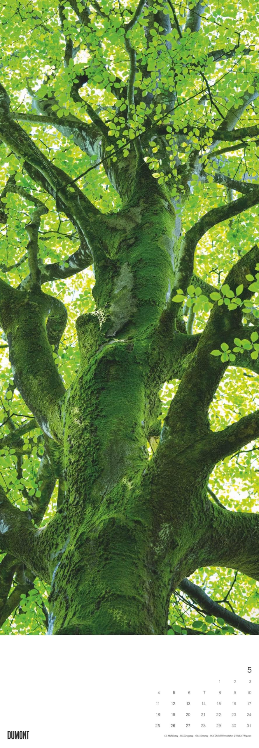 DUMONT - Alberi 2026 – Calendario da parete King-Size 34×98 cm con 12 fotografie di alberi di tutto il mondo, calendario della natura per gli amanti della natura e degli alberi: Trees