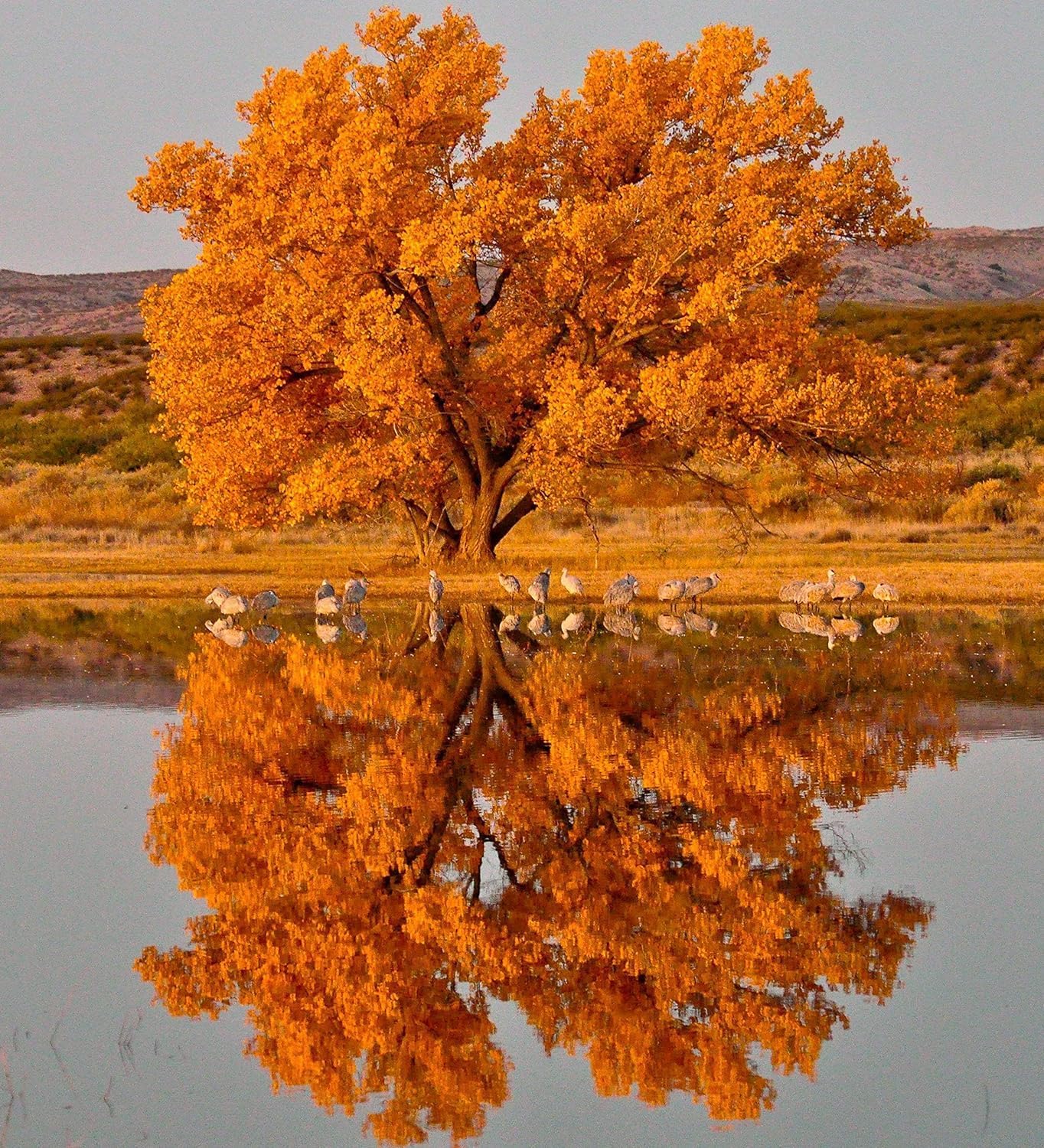 Cottonwood Tree Seedlings for Planting | Live Tree Seedlings to Grow (1 Seedling)