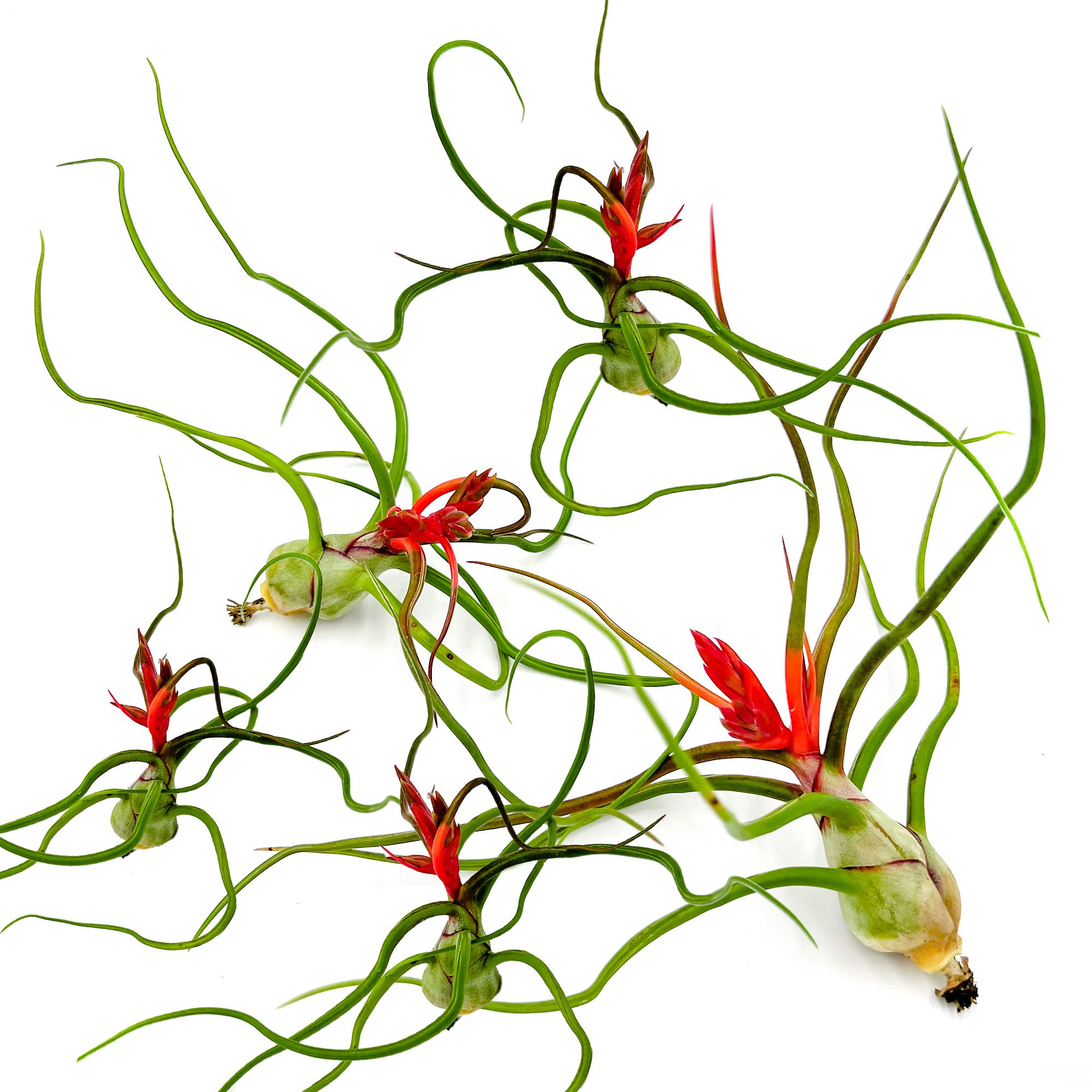 ragnaroc Tillandsia Bulbosa Belize