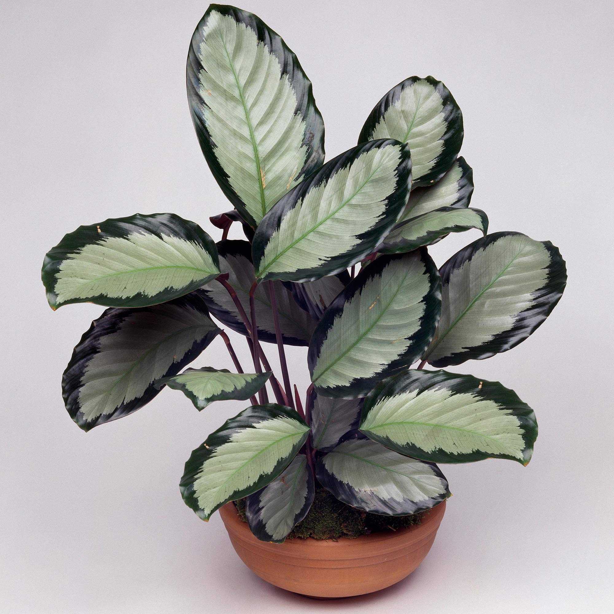 1 X Calathea Picturata Argentea Premium Potted Indoor Houseplant Gift |  Desertcart Trinidad and Tobago