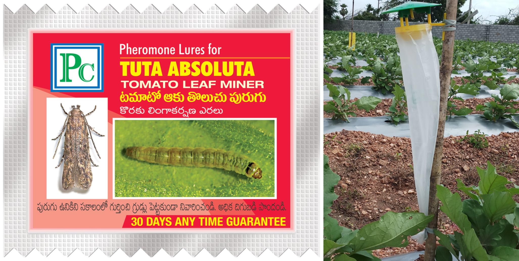 Replacement lure for Tuta absoluta (Tamoto leaf miner) - 10pack-picture-10