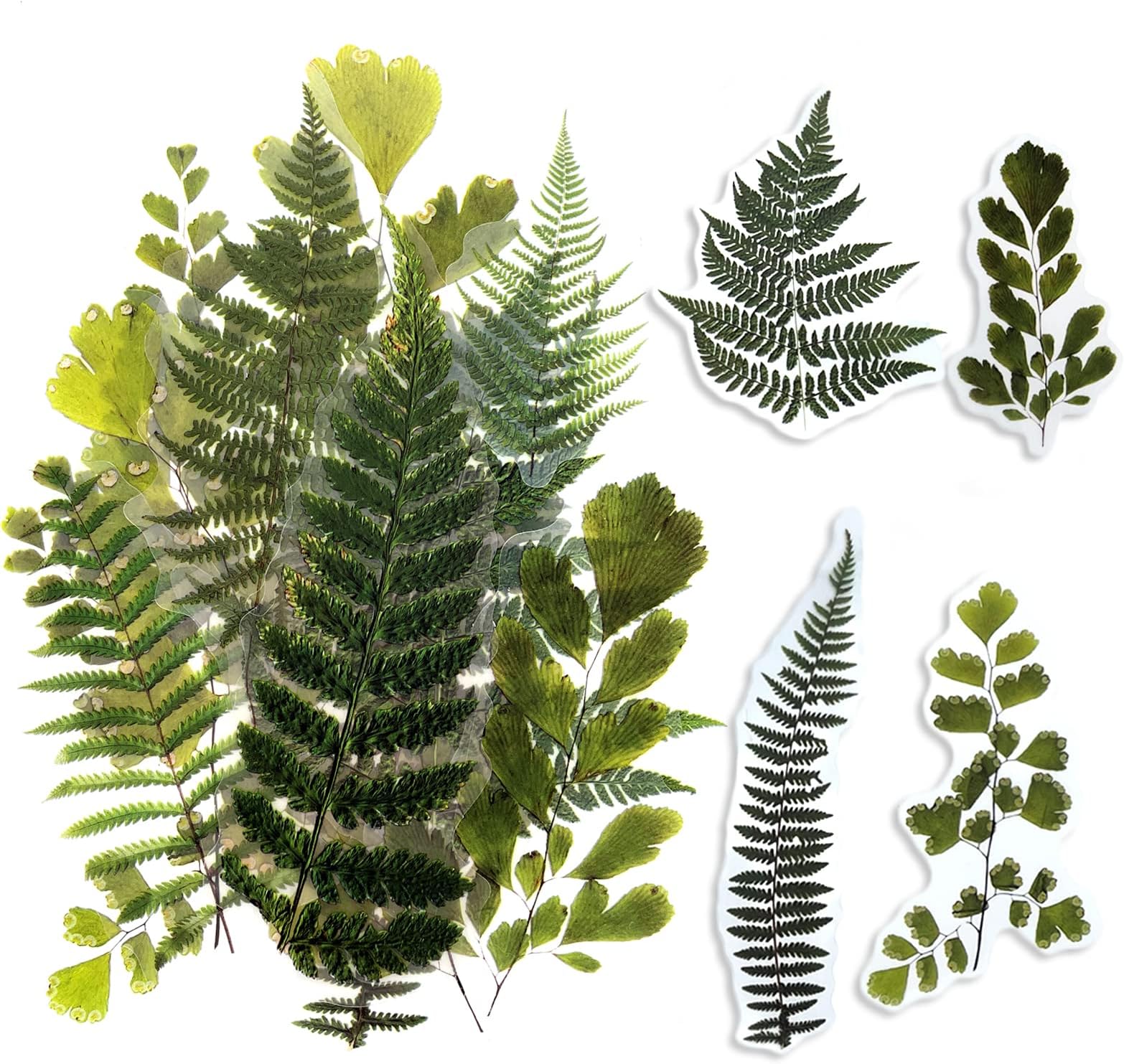 Large Size Flower Plants Scrapbook Stickers, Self-Adhesive Vintage Plants Leaves PET Transparent Stickers DIY Crafts for Laptops Card Making Junk Bullet Journal Planner, Fern