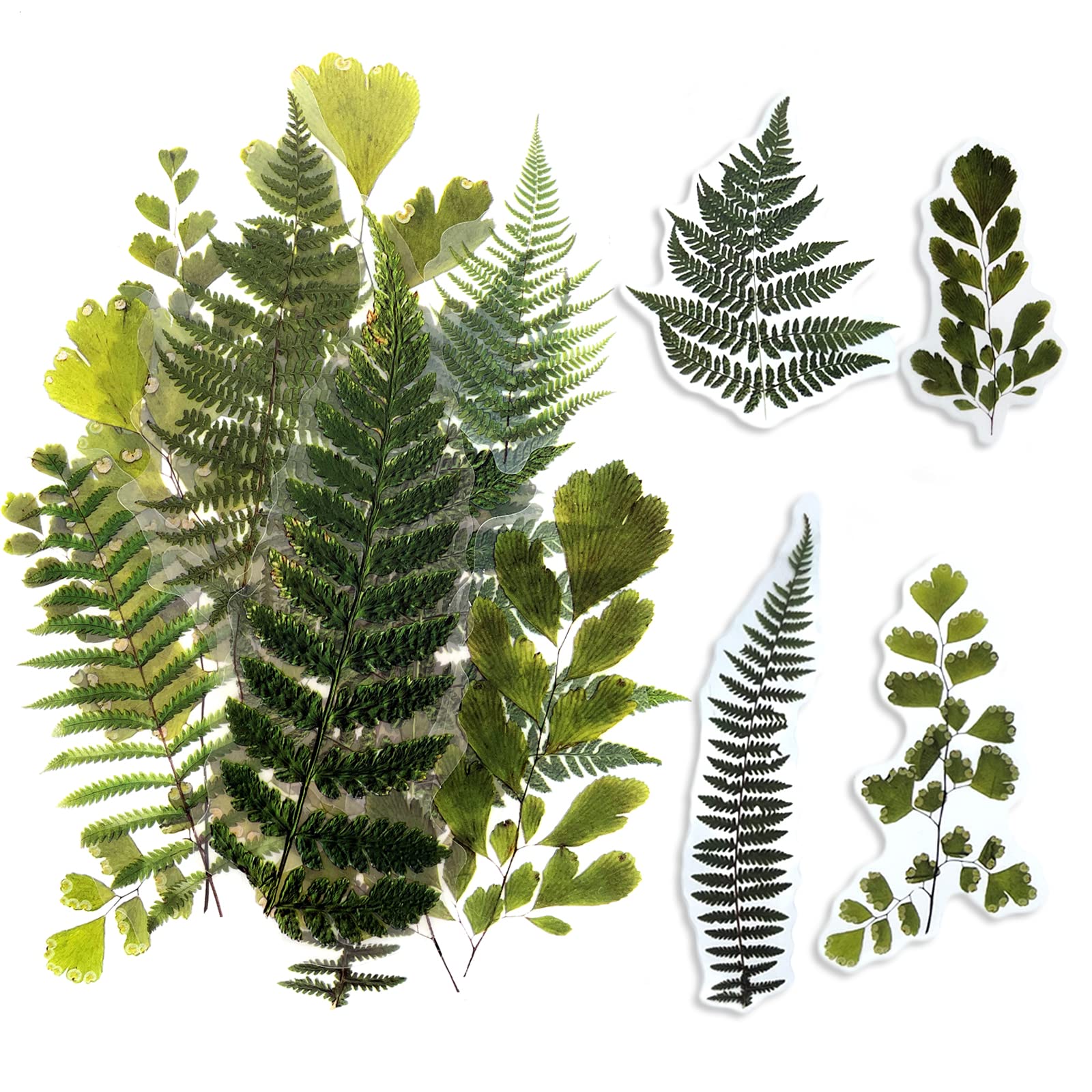 Large Size Flower Plants Scrapbook Stickers, Self-Adhesive Vintage Plants Leaves PET Transparent Stickers DIY Crafts for Laptops Card Making Junk Bullet Journal Planner, Fern