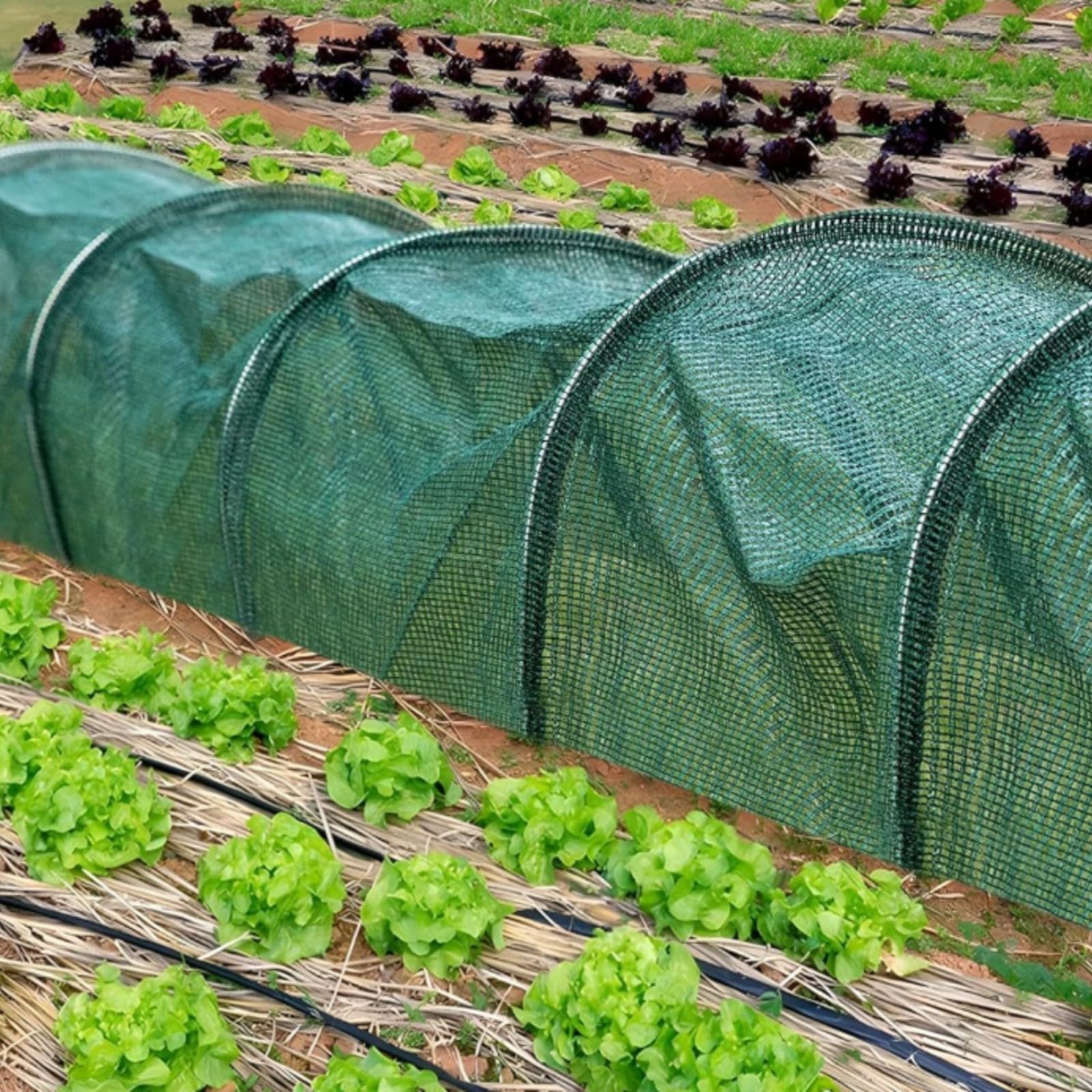 Wasserdurchlässig Folientunnel mit | Insektenabweisend, Pflanztunnel-Bögen, Feinmaschig, Reihenabdeckung, für Garten, Hobbygärtner,