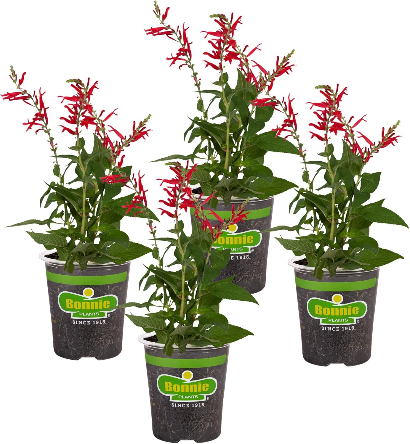Bonnie Plants Pineapple Sage - 4 Pack Live Plants, Perennial In Zones 8 - 10, 3 - 4 Ft Tall Plants, Garnish, Teas & Flower Arrangements