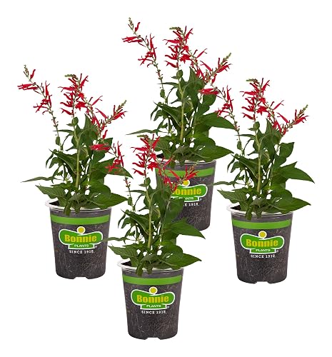 Bonnie Plants Pineapple Sage - 4 Pack Live Plants, Perennial