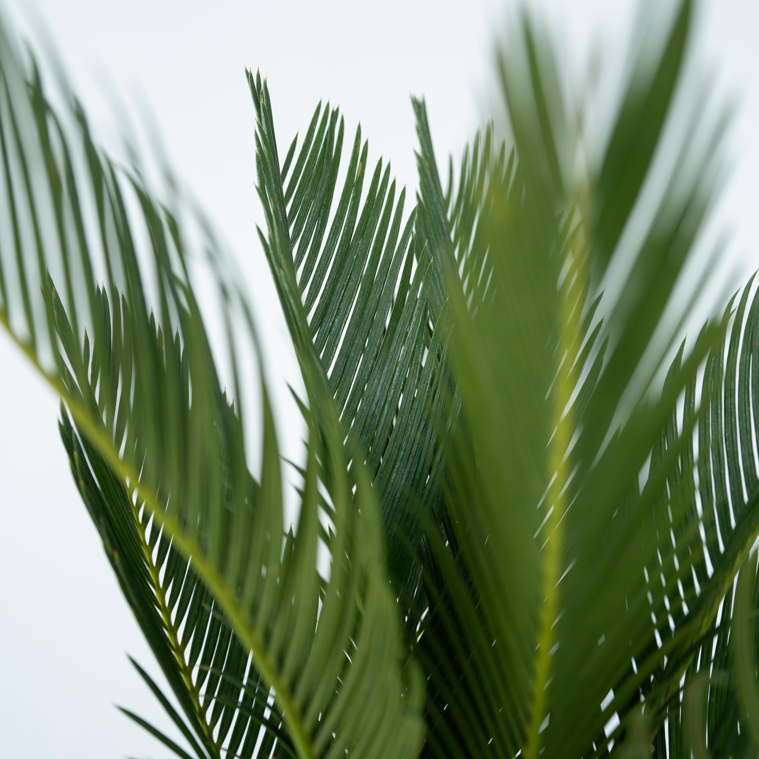 Plant in a Box - Cycas Revoluta - Palmier intérieur et extérieur - Set de 2 - Cycas du Japon - Pot 15cm - Hauteur 45-60cm