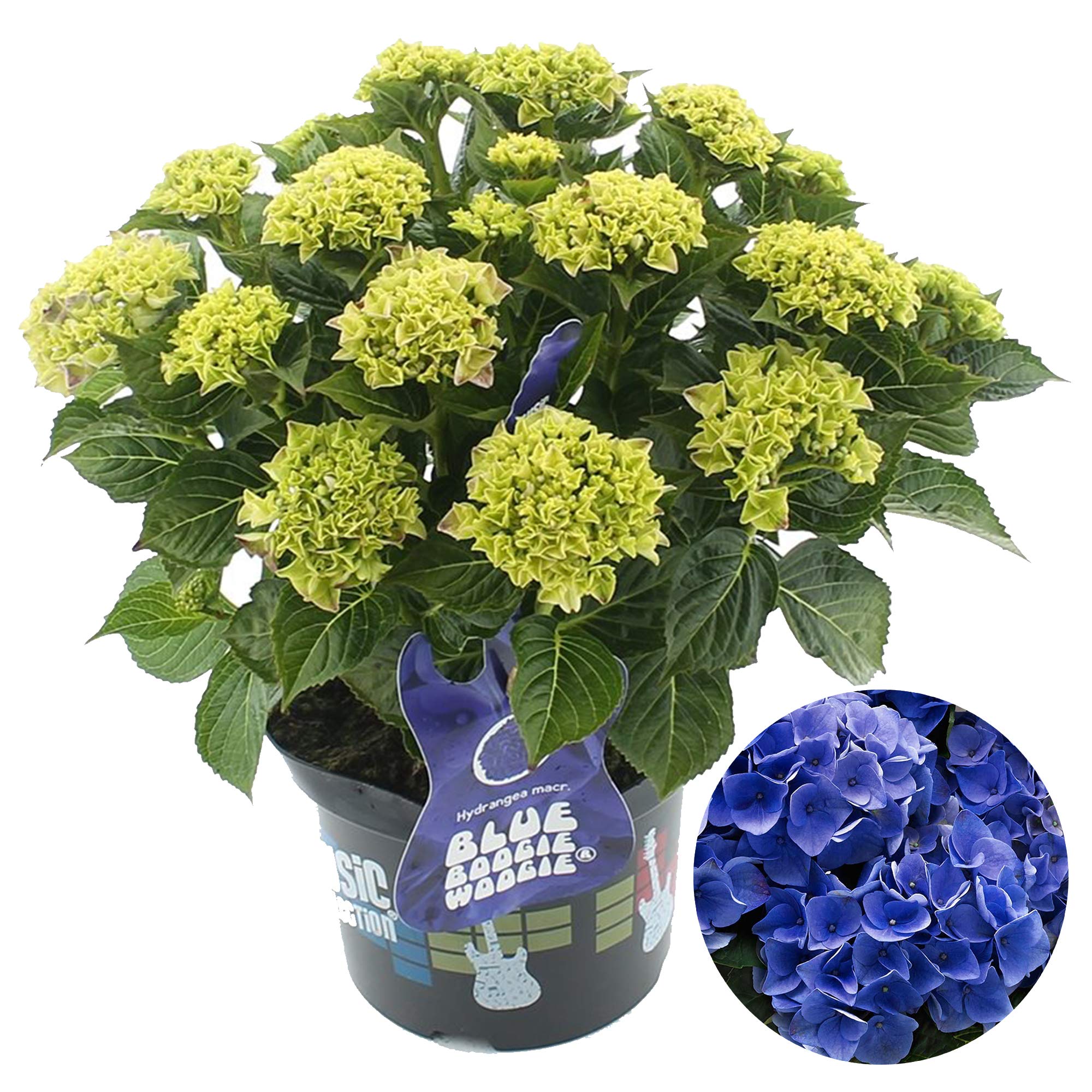 Hydrangea Blue Boogiewoogie Garden Shrub | Deciduous Potted Plant | 1.5-2.5ft