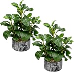 Der Rose 15.7" Artificial Plants for Decor Indoor Money Leaf Fake Plant in Pot for Desk Shelf Office Bedroom Apartment Decor
