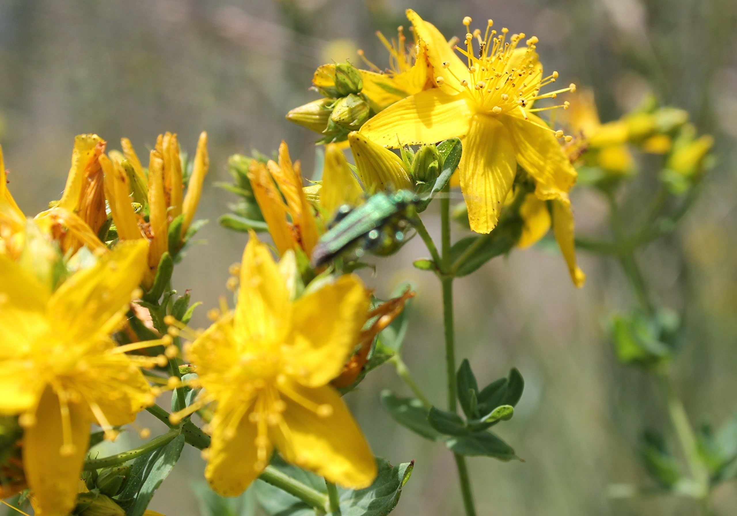 St. John's Wort- 1,000+ Seeds- Heirloom, Non-GMO Variety