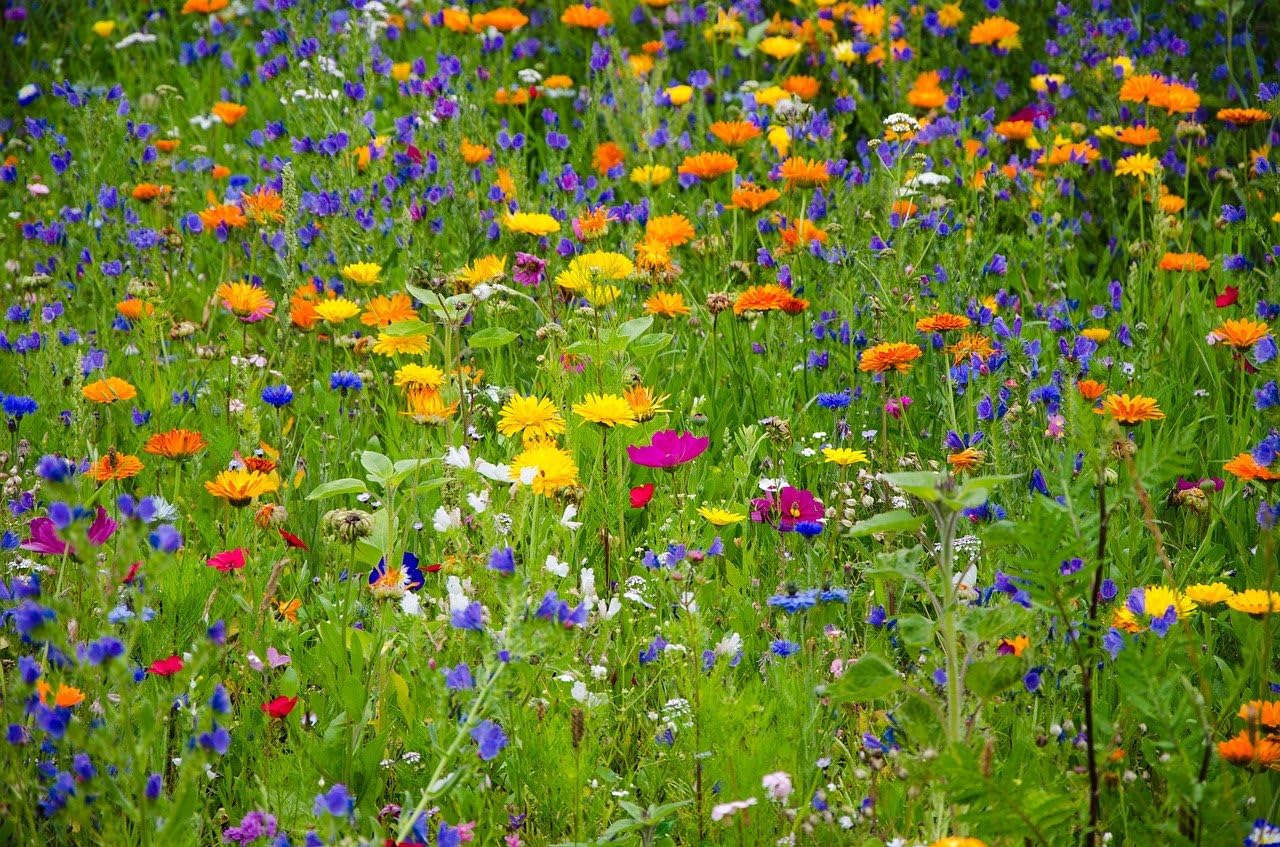 Perennial Wildflower & Annual Seed Mix for Returning Color and Pollinators Year After Year, Mixed Varieties (100, Grams)