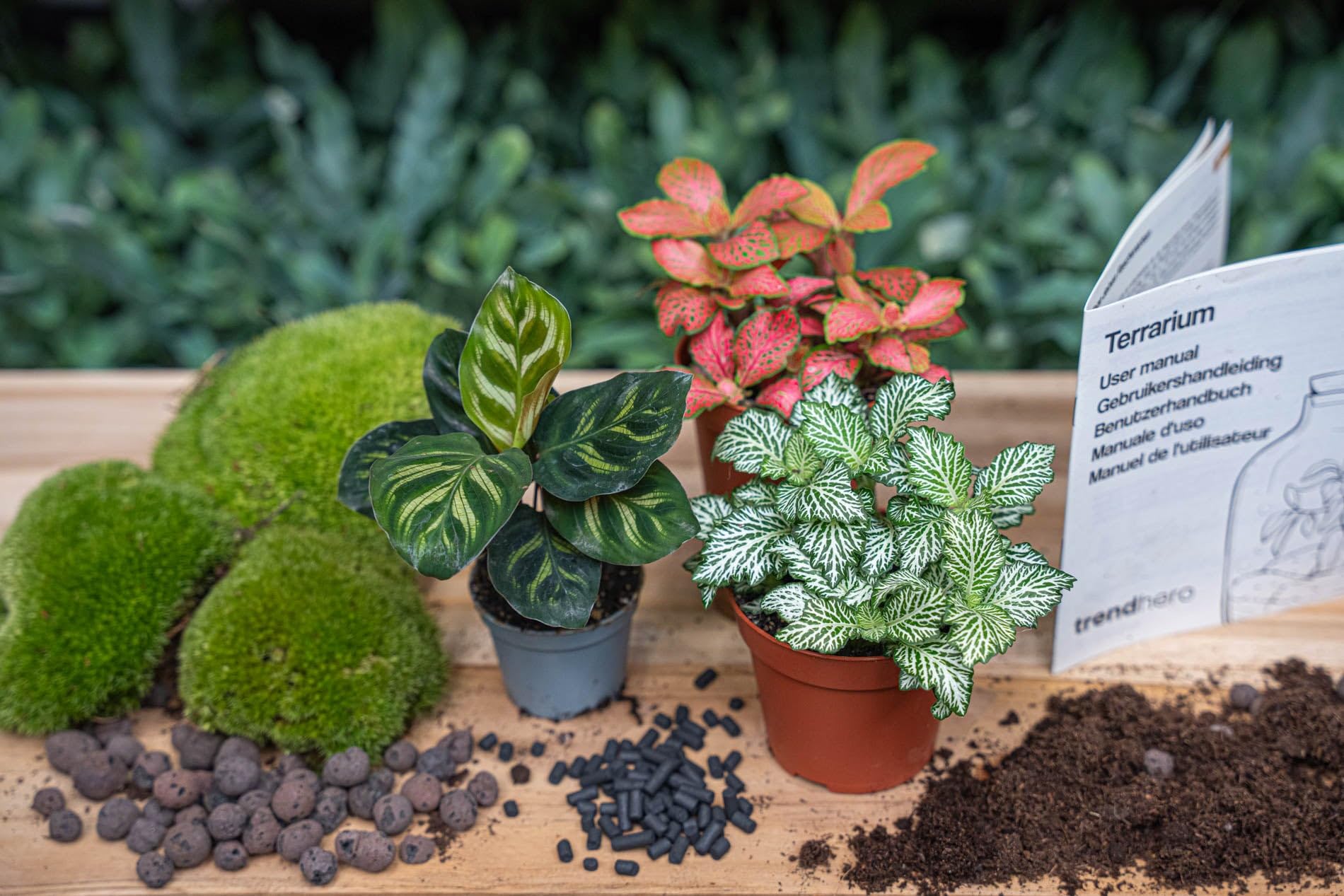 urbanjngl - Calathea Makoyana Terrarium Start- und Nachfüllpaket – 3 Terrarienpflanzen für DIY-Projekte – ideal für Anfänger und Pflanzenliebhaber