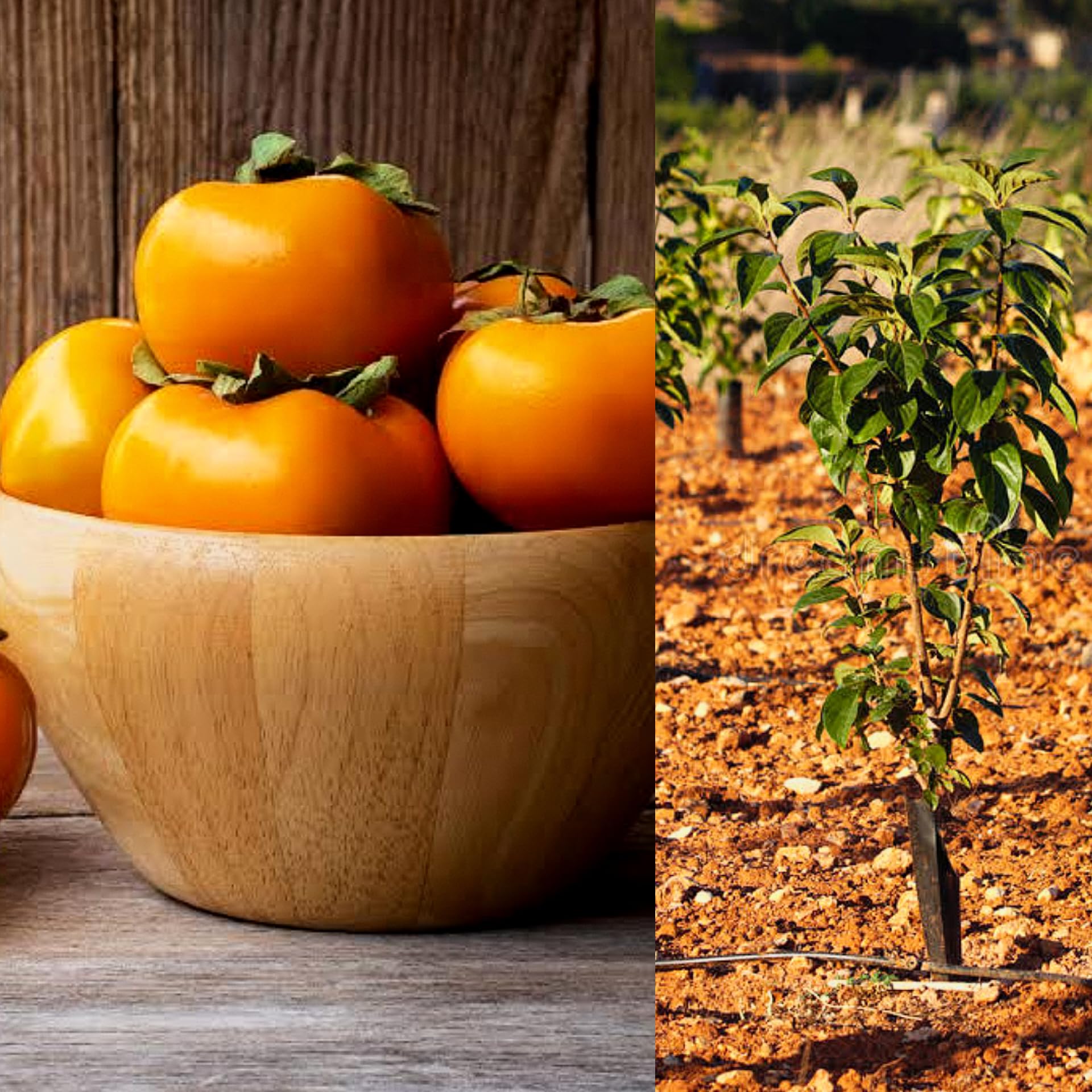 S.D ENTERPRISE Organic Sweet Persimmon Live Plant (B0CL4D1Q4Q) Amazon Price History, Amazon Price Tracker