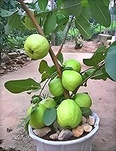 Hidden Enterprise Thai 7 Guava Live Fruit Plant Premium Thai Sweet Variety | Height 1.5–2 Feet | Without Pot | Ideal for Home Garden Balcony Terrace Outdoor Growing with Healthy Roots