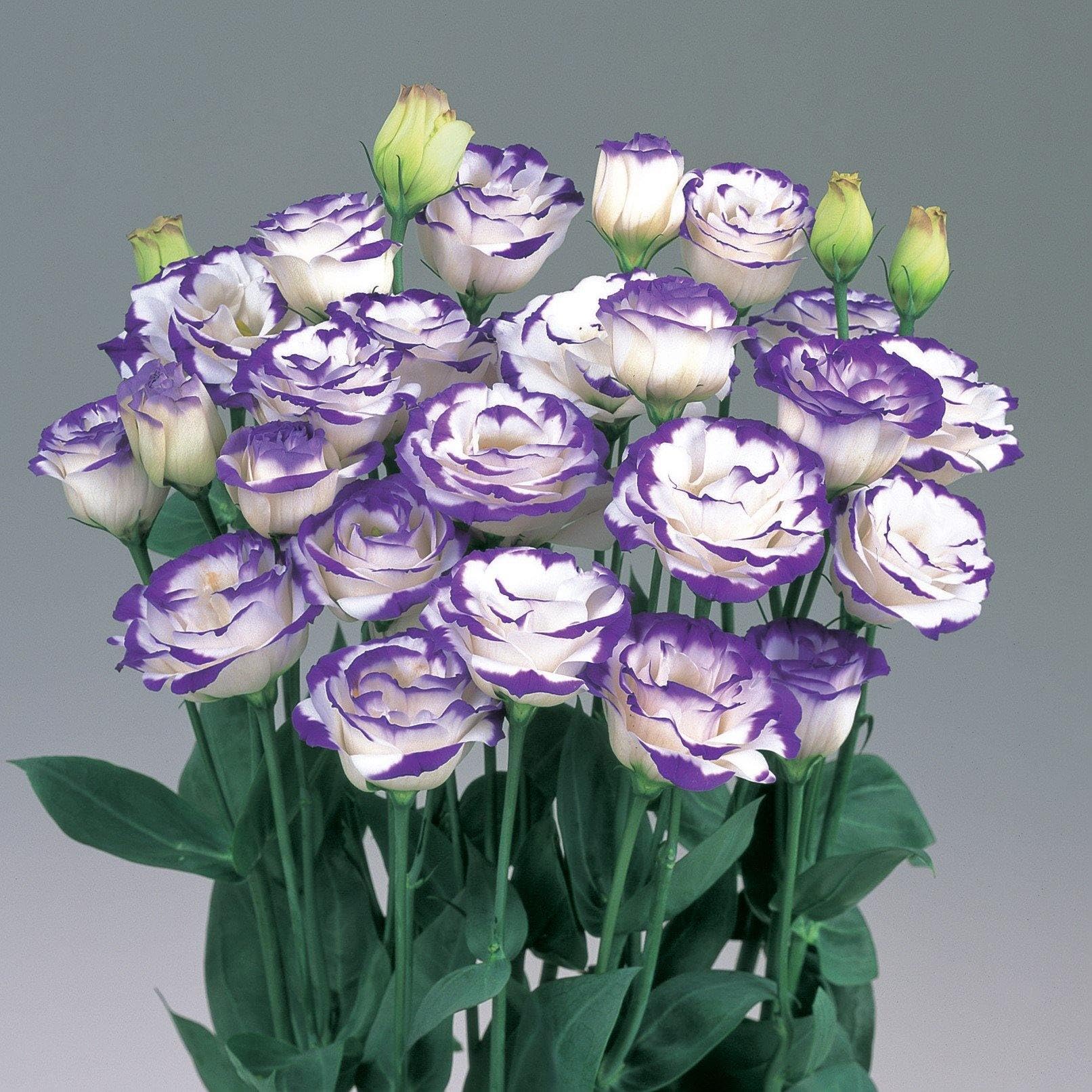 NooElec Seeds India 35+ Seeds- White & Blue Lisianthus Flower Seeds For Planting - Grow In All Seasons - All India (B0CHWV2RZF) Amazon Price History, Amazon Price Tracker