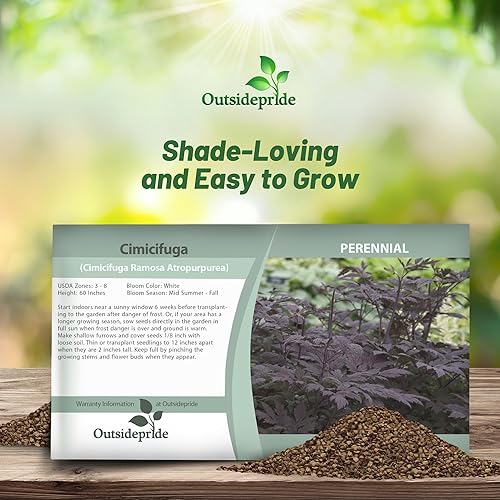 Miniatura 3 de Outsidepride Cimicifuga Ramosa Seeds - 200 unidades. Semillas perennes, resistentes y de bajo mantenimiento, semillas de flores para plantar follaje