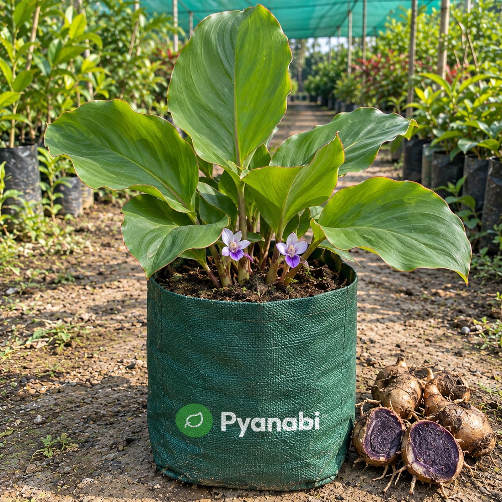 Chakra Phool Plant - Star Anise Spice Tree -15 Chakra Phool Plant - Star Anise Spice Tree -15