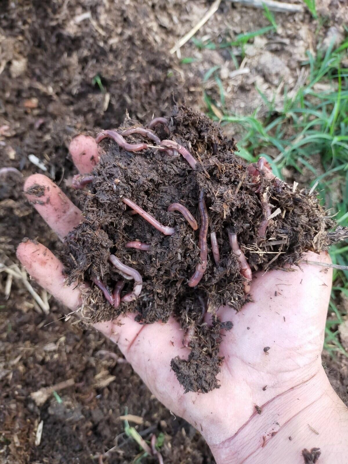 Lombrichi Rossi Vivi Californiani .Eisenia Fetida,-500 gr-per Compostaggio Domestico e Humus + OMAGGIO