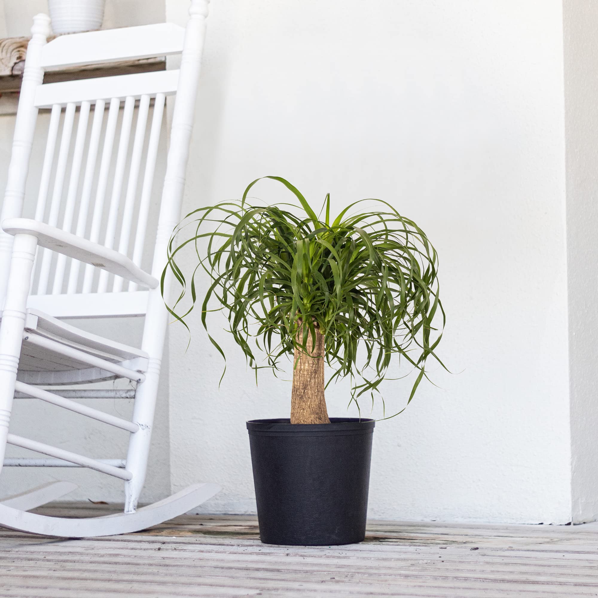 Amazon.com : Ponytail Palm Live Plant 1824 inches Tall in 10 inch Pot,  Drought Tolerant Easy Care Indoor Succulent Tree for Modern Home and Office  Decor by United Nursery : Patio, Lawn & Garden