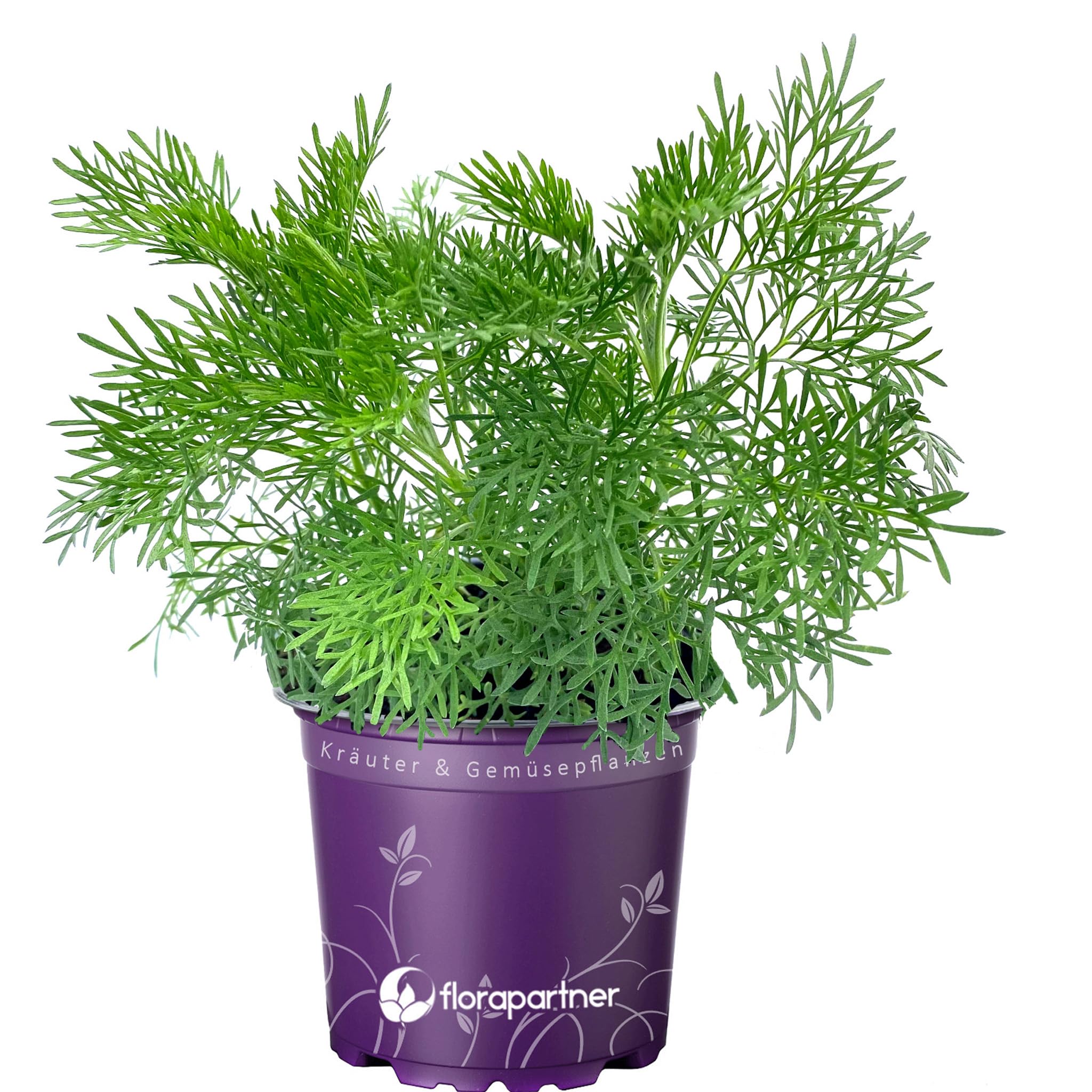 buying jasmine plants Star Jasmine Staked (Rhynchospermum) - 15 Gal