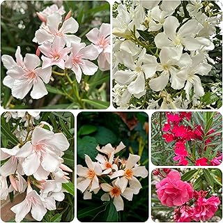 oleander winterharte stauden exotische garten hochbeet alte sorten gewächshaus balkon 12samen