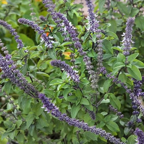 Miniatura 3 de CHUXAY GARDEN Blue Spice Semillas de albahaca 100 semillas de albahaca azul africana perenne, plantas culinarias altamente fragantes