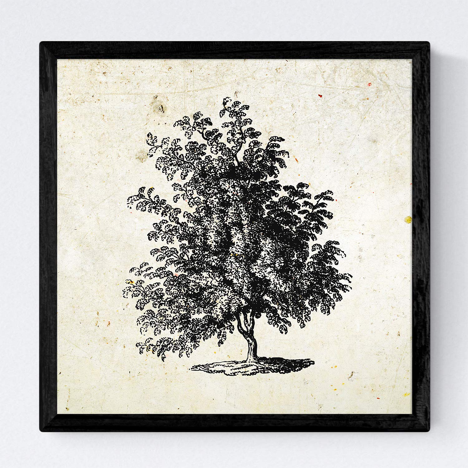Nacnic Set de cuatro láminas con marco de arboles. Arboles ramas frondosas en tamaño 30x30 cm, fondo papel antiguo vintage Con marco