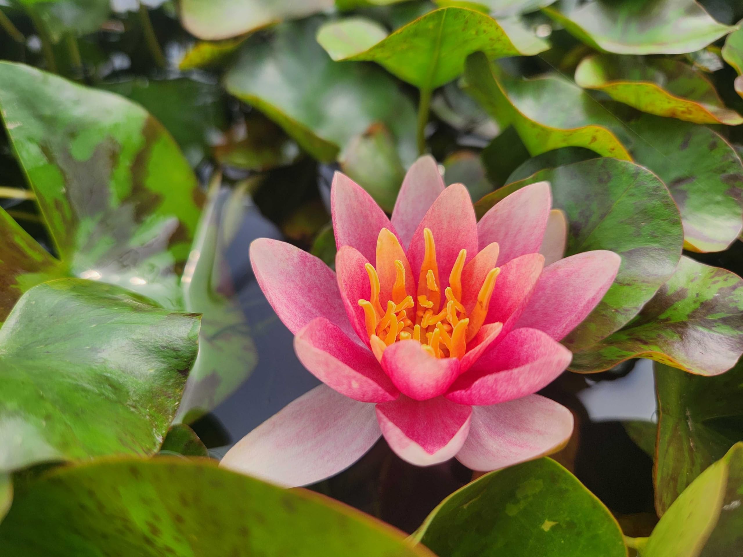 Lincolnshire Pond Plants Ltd - Doll House Water Lily - Pond Plants - DW02-Potted