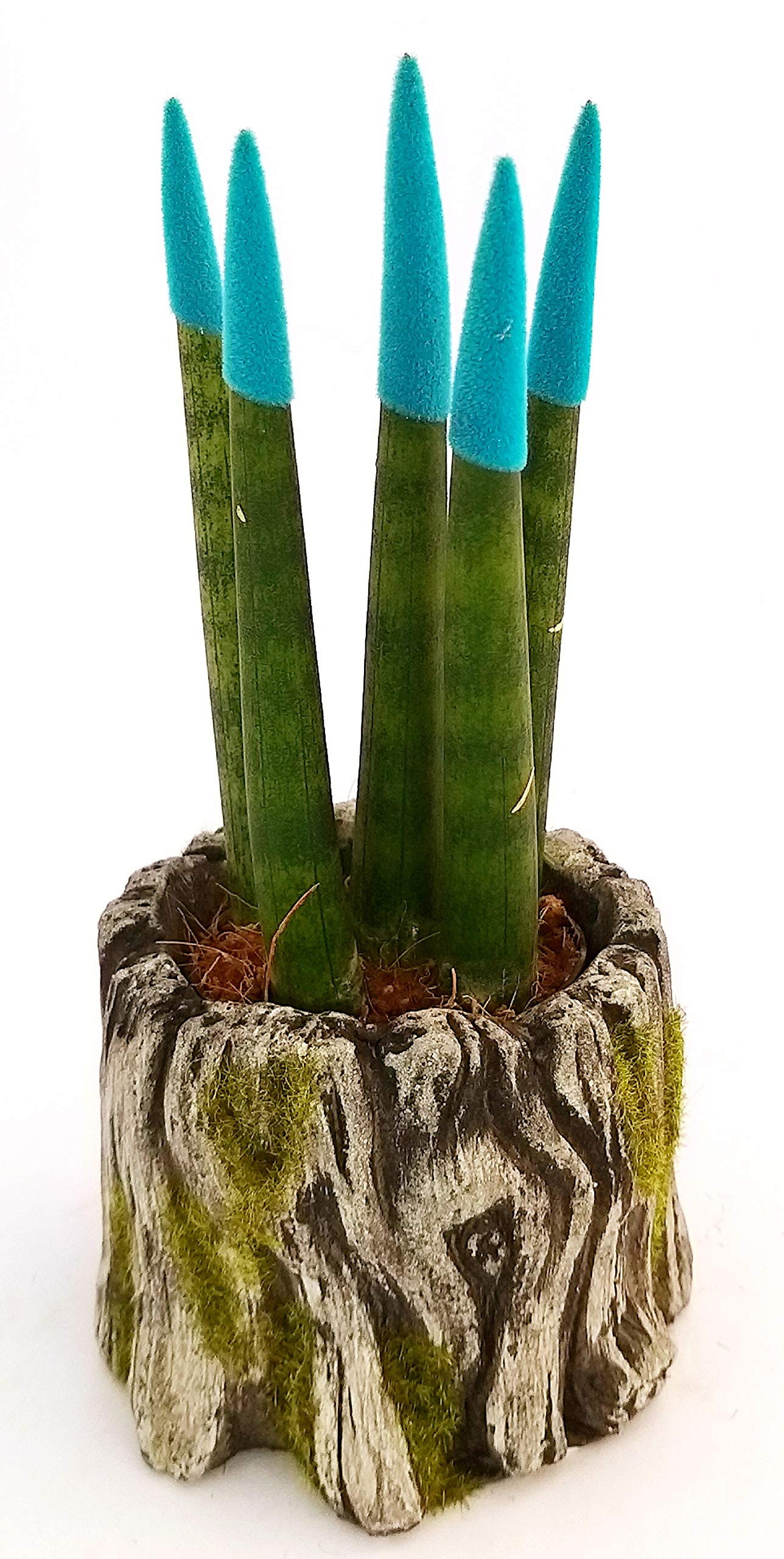 Sansevieria Cilindrica Color Life Blu In Vaso Ceramica Bianco - Pianta Vera Con Punte Colorate
