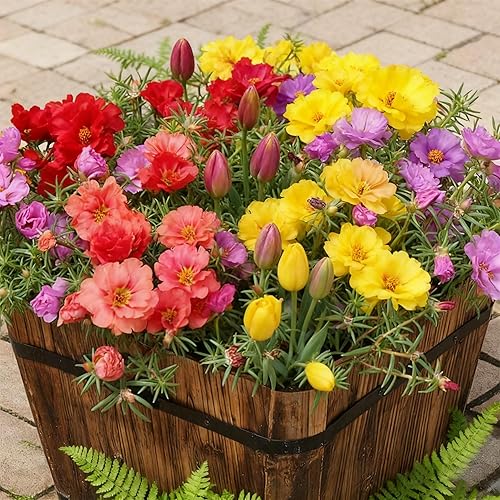 Semillas de Portulaca Grandiflora de colores mixtos, 20000 semillas de rosa de musgo doble para plantar, cubierta de tierra de reliquia, semillas de