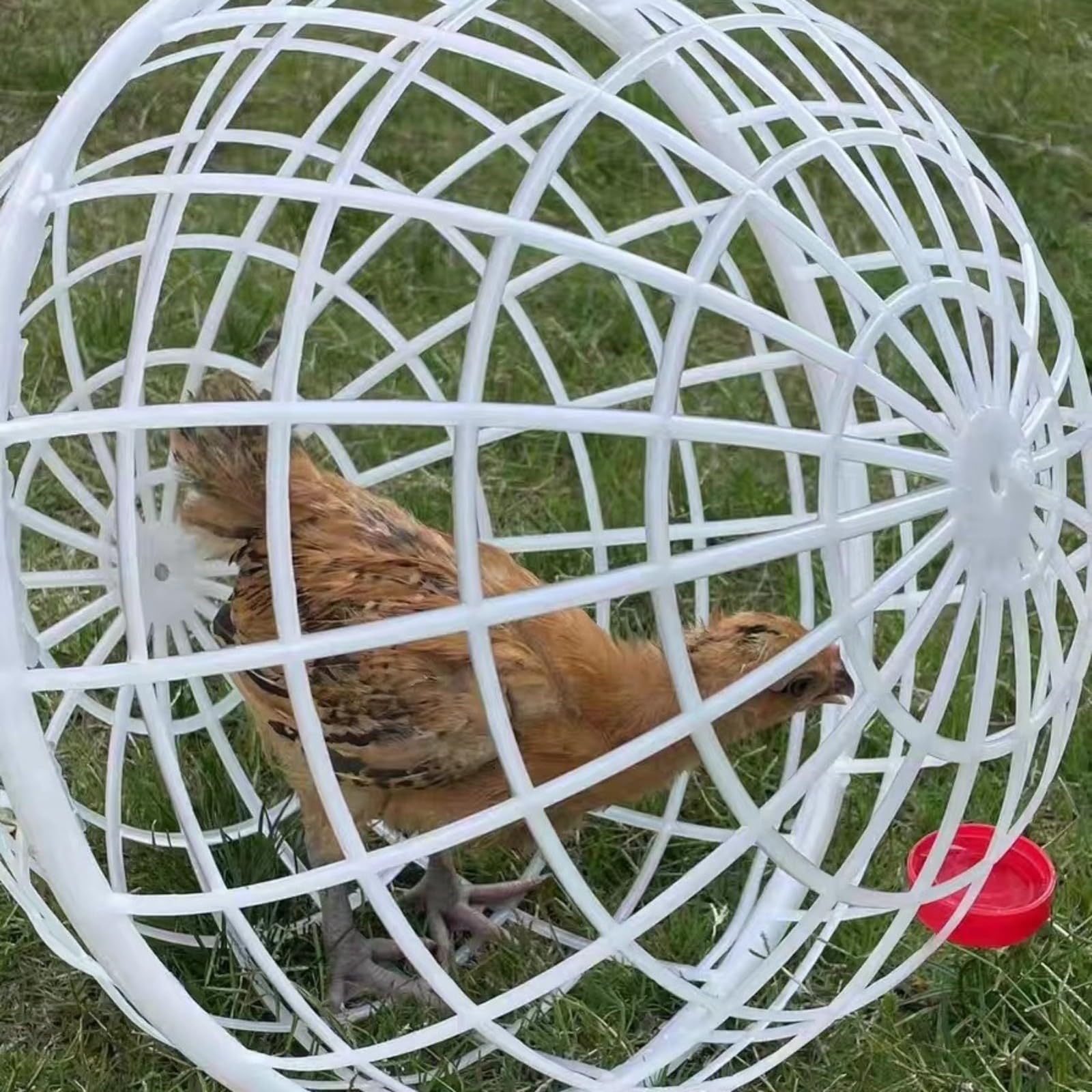 Cage à Poulet Ronde Portable - Clôture de sécurité pour Poules, Lapins, Pigeons de Canard - Fattoria Cortile Boule de Poulet - 40 x 40 cm - Jardin Outr - Zone pour Animaux domestiquesdoo
