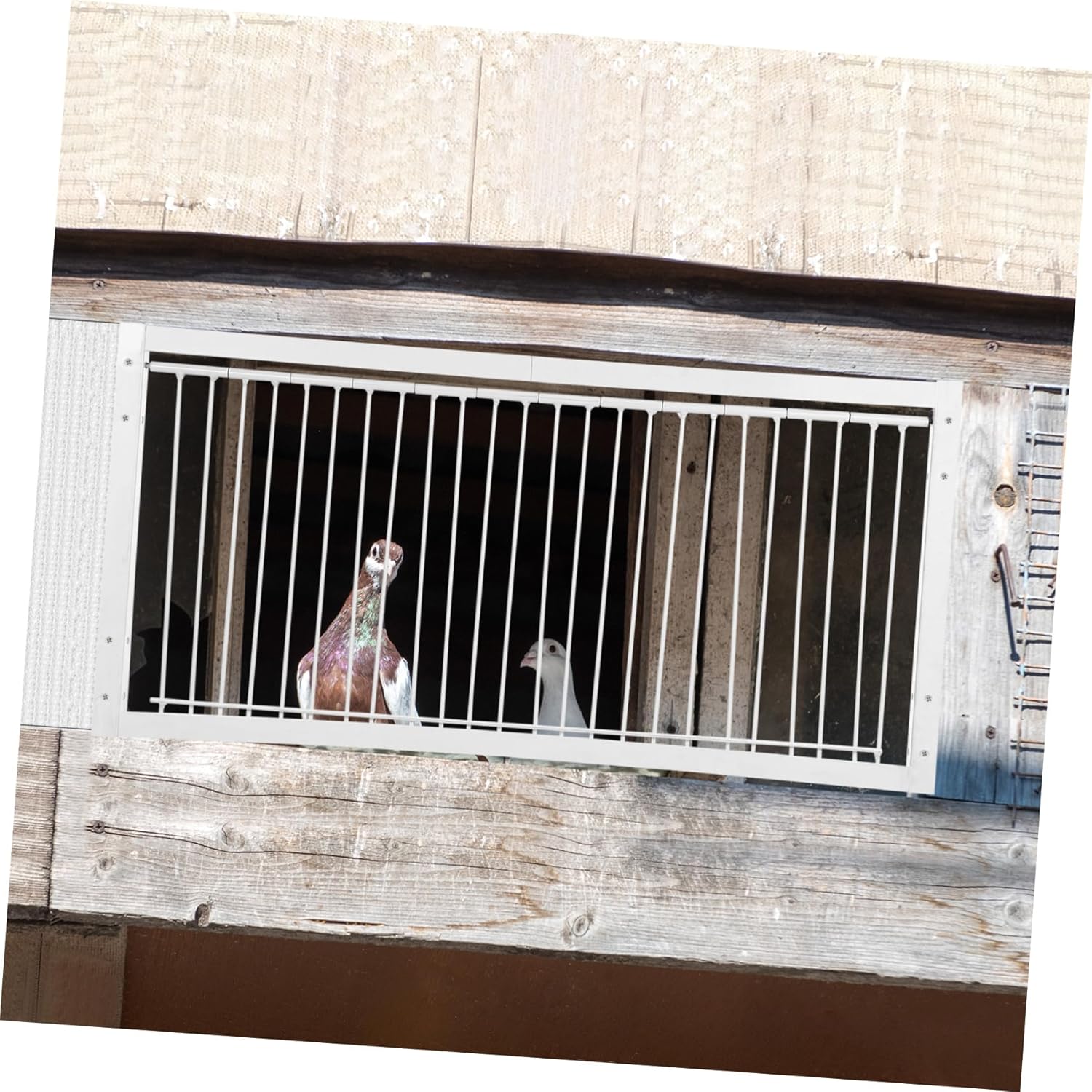 VANZACK Stainless Steel Pigeon Trap Door Racing Pigeons Entrance Door Trap Pigeon Birdcage Entrance Trap