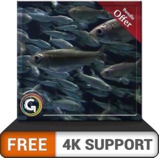 aquário redondo grátis HD - decore seu quarto com lindos peixes de aquário em sua TV HDR 4K, TV 8K e dispositivos de fogo como papel de parede, decoração para férias de Natal, tema para mediação e paz