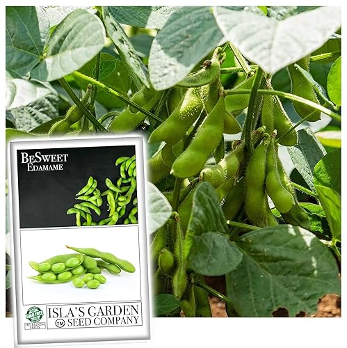 "BeSweet " Semillas de Edamame para plantar, más de 25 semillas tradicionales por paquete, semillas de jardín de Isla (semillas de jardín de Isla),