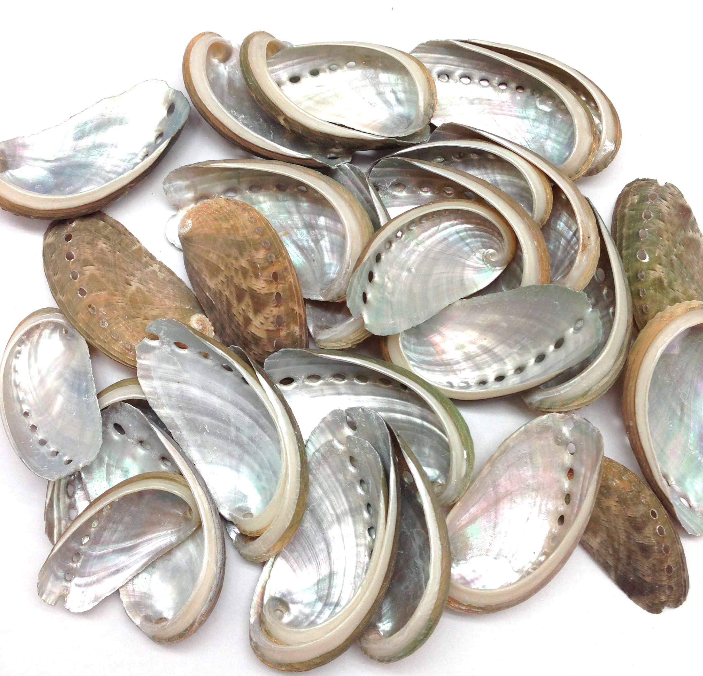 PEPPERLONELY 30 PC Natural Green Donkey Ear Abalone Sea Shells, 1-1/2 Inch ~ 2 Inch
