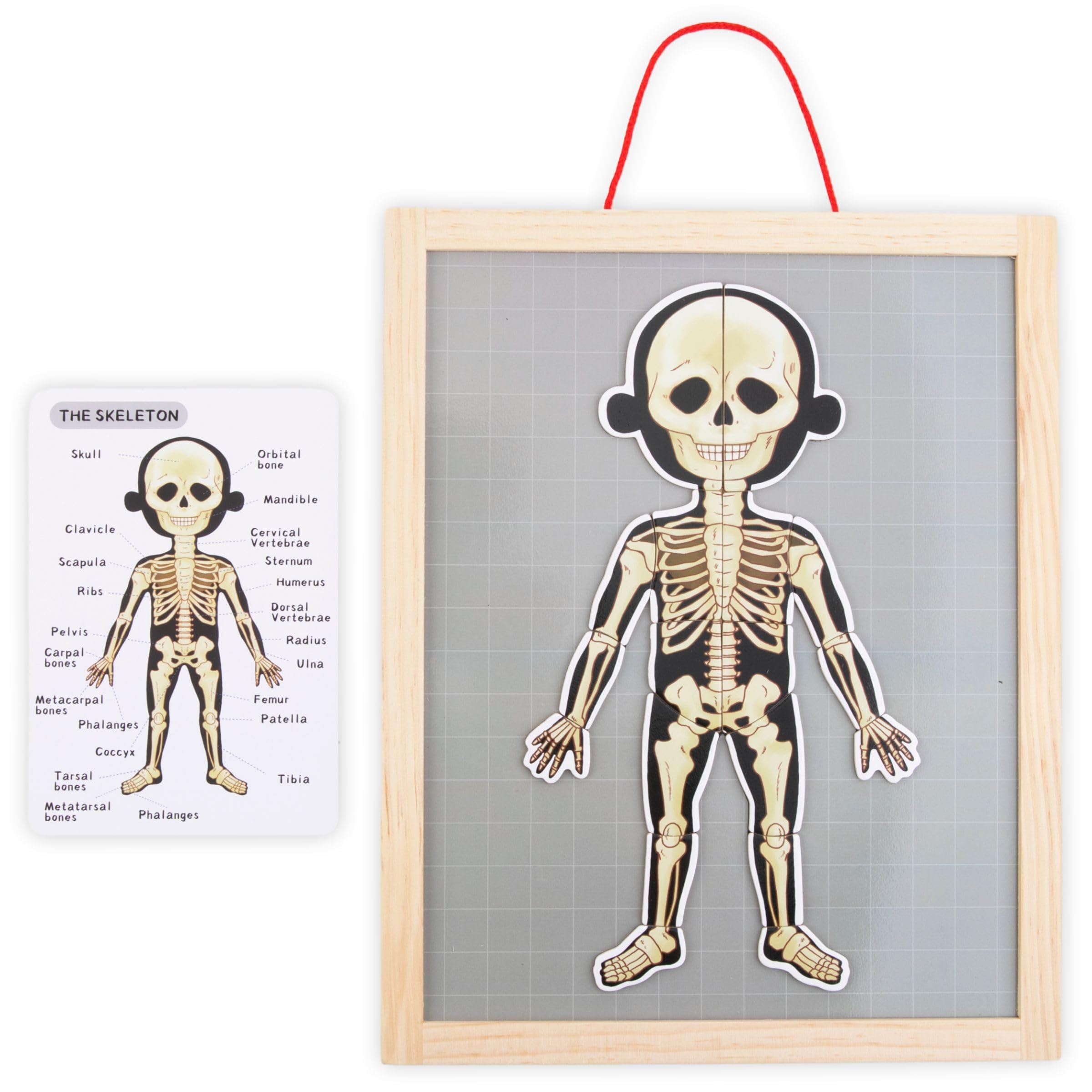 Mamabrum, Puzzle Magnétique - Apprentissage de l'Anatomie - Corps Humain, Grand Tableau Magnétique, 2 Cartes Double Face, 1 Index, Enseigne la Structure du Corps, Puzzle Anatomique pour Enfants
