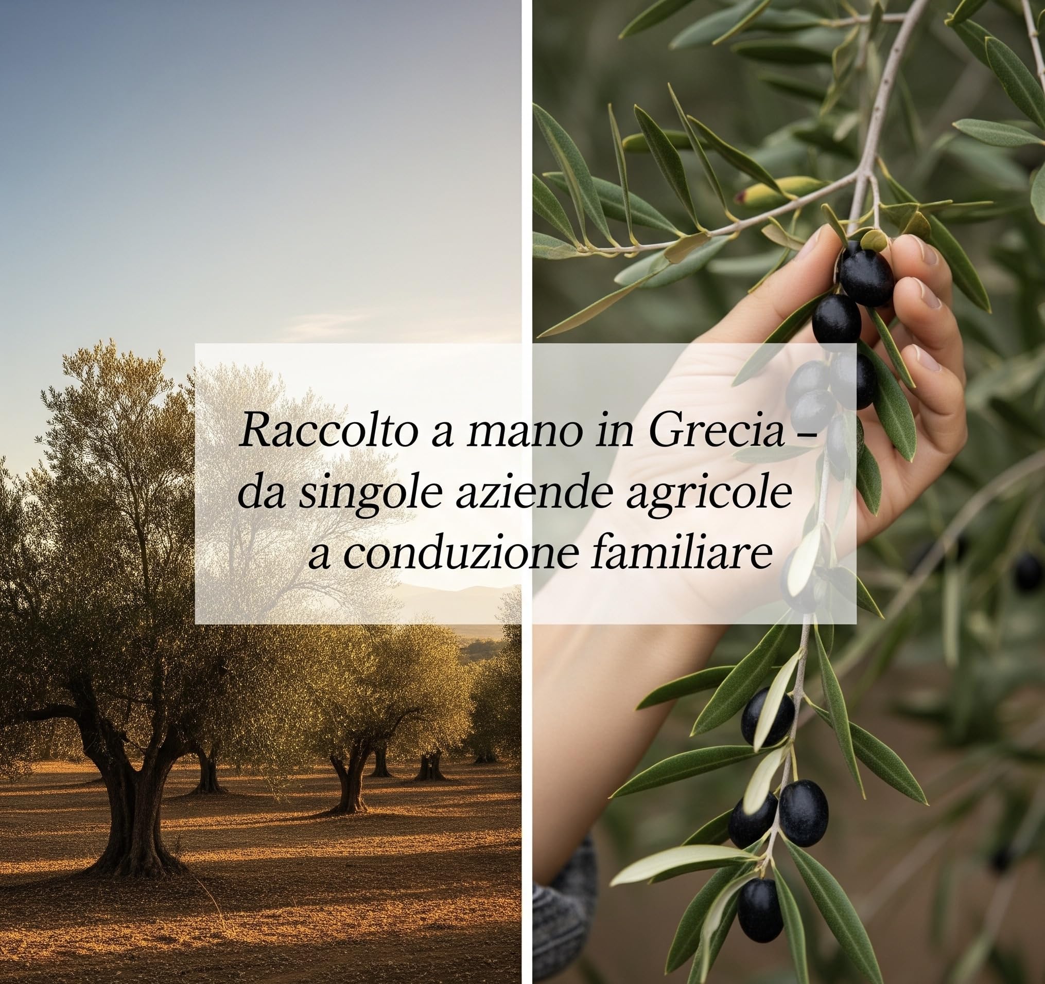 Euphoria Gift - Olio d'oliva di alta qualità | Extra vergine dalla Grecia | Estratto a freddo | Nuovo raccolto 2025-2026|Primo grado | Olive raccolte a mano | Latta da 5 litri