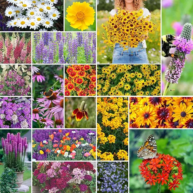 Cottage garden wildflower seed mix perennial