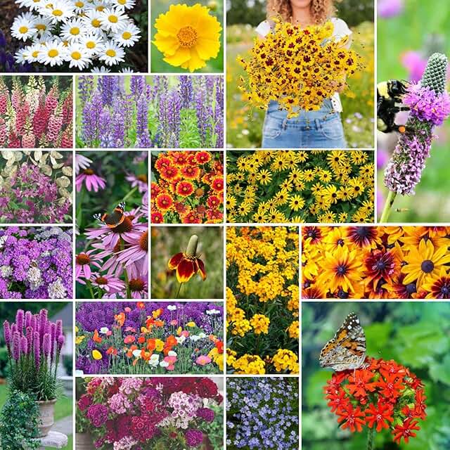 Eden Brothers All Perennial Wildflower Seed Mix for Planting, 1/4 lb, 13...