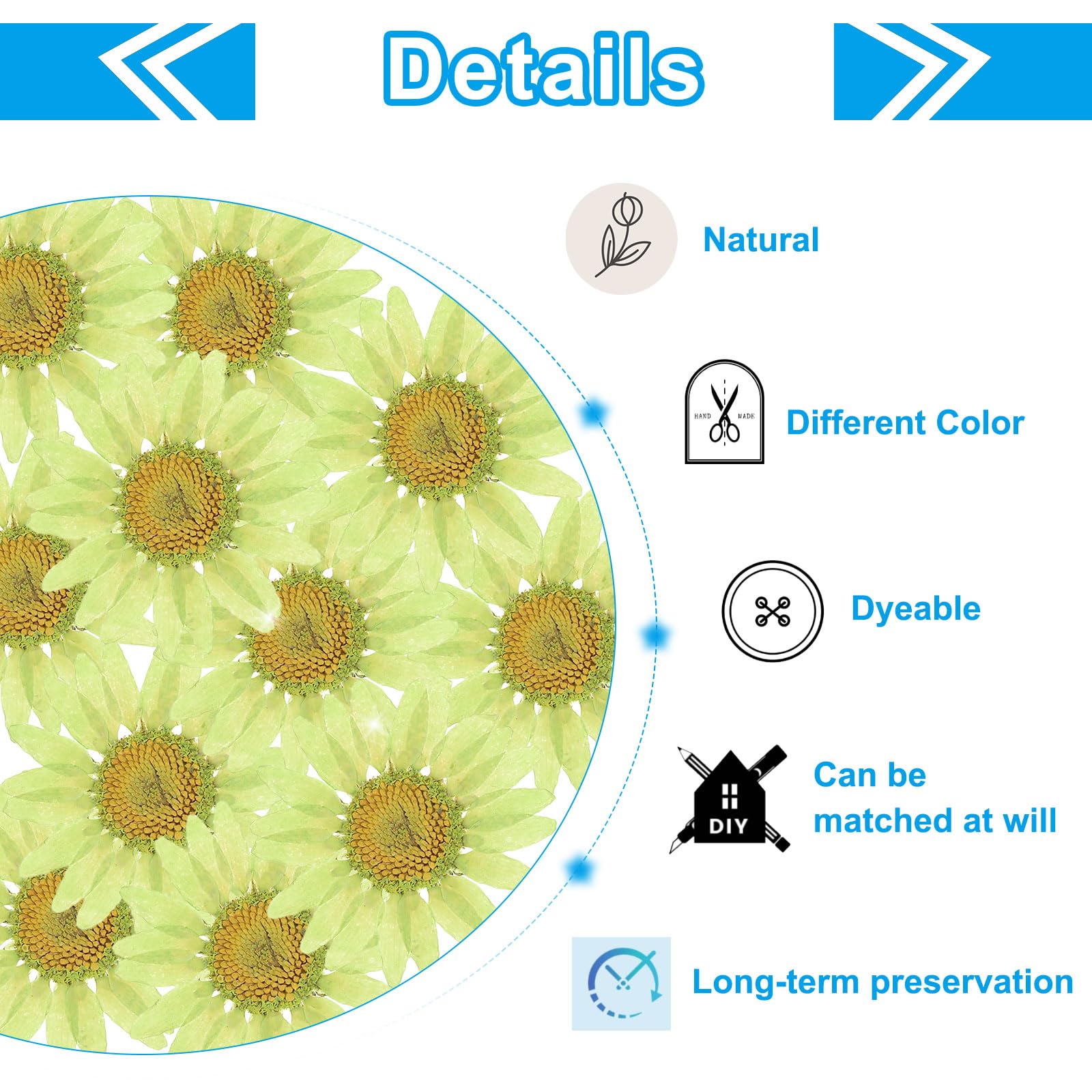 PATIKIL 48 Pcs Dried Pressed Flower Natural Dried Daisy Flower for DIY Art Crafts House Decoration Nails Decoration,Soft Green - Image 3