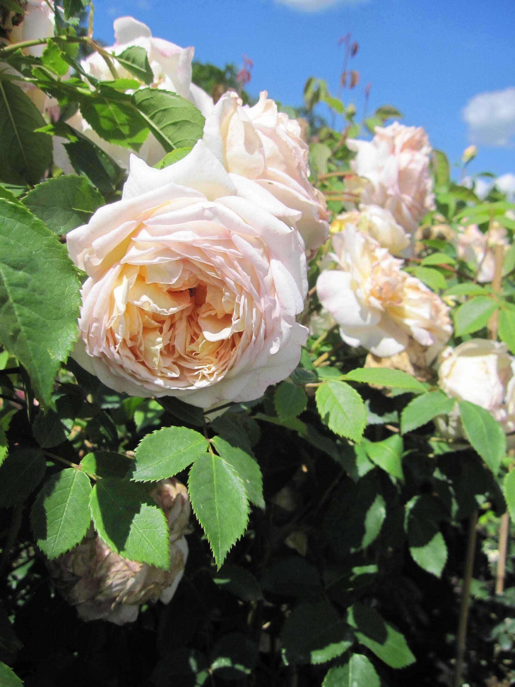 Rosa Bathsheba ® - Englische Rose - David Austin Rose - Kletterrose