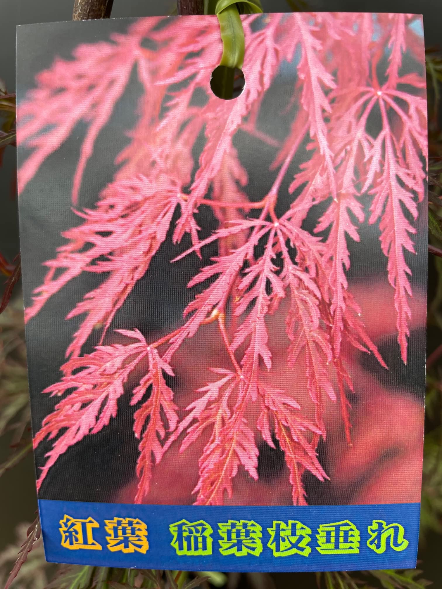 Amazon.co.jp: 紅葉 楽しめる苗木 【しだれ紅葉「稲葉枝垂れ紅」 5号 1