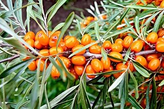 Seaberry - Hippophae rhamnoides Tree Seeds, Also Known as Sea Buckthorn Home Garden Planting by Heirloom Garden, 50 Seeds