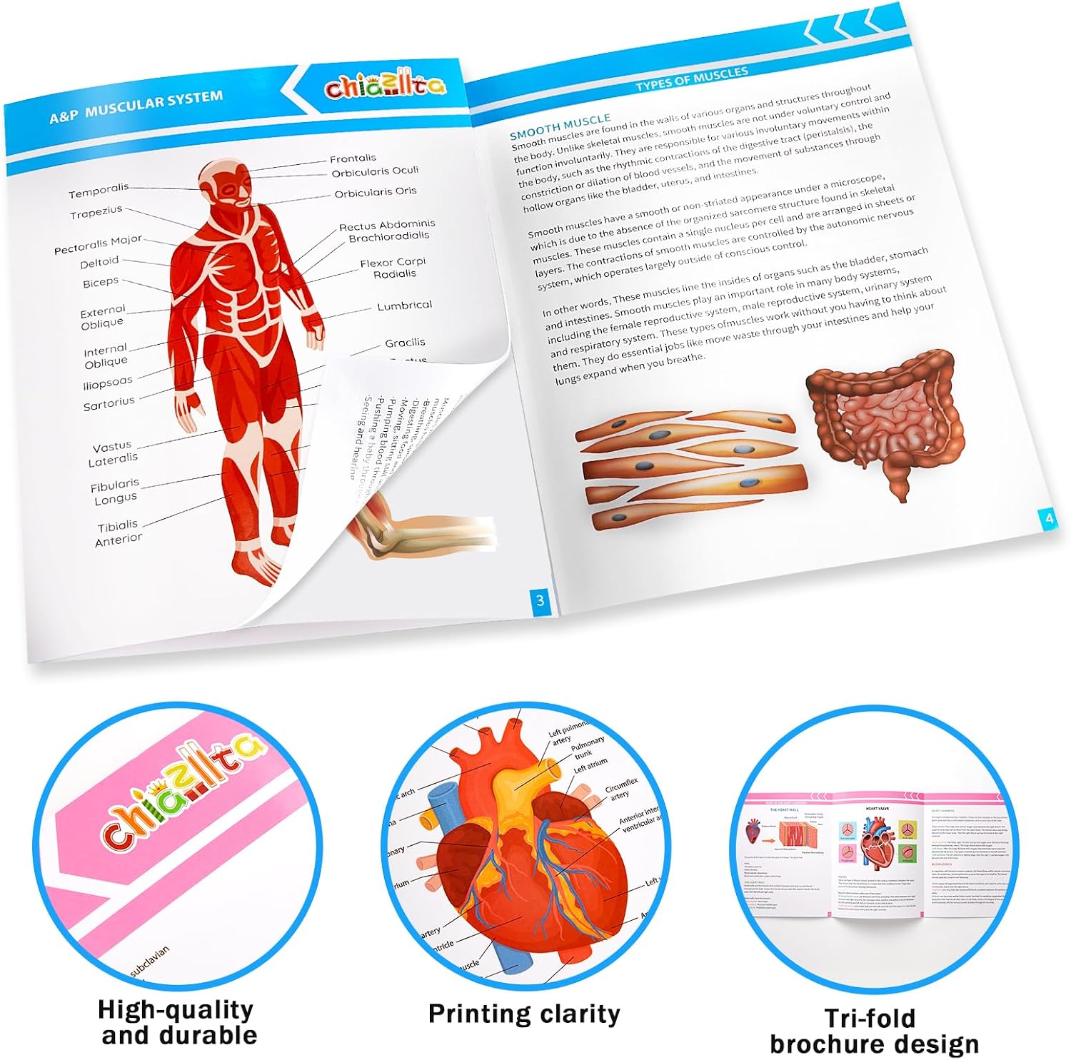 chiazllta 16 Pack Anatomy & Physiology Study Guides Set Human Body Systems Anatomy Study Tools Educational Charts Nursing School Success Bundle for Paramedic Medical School Students