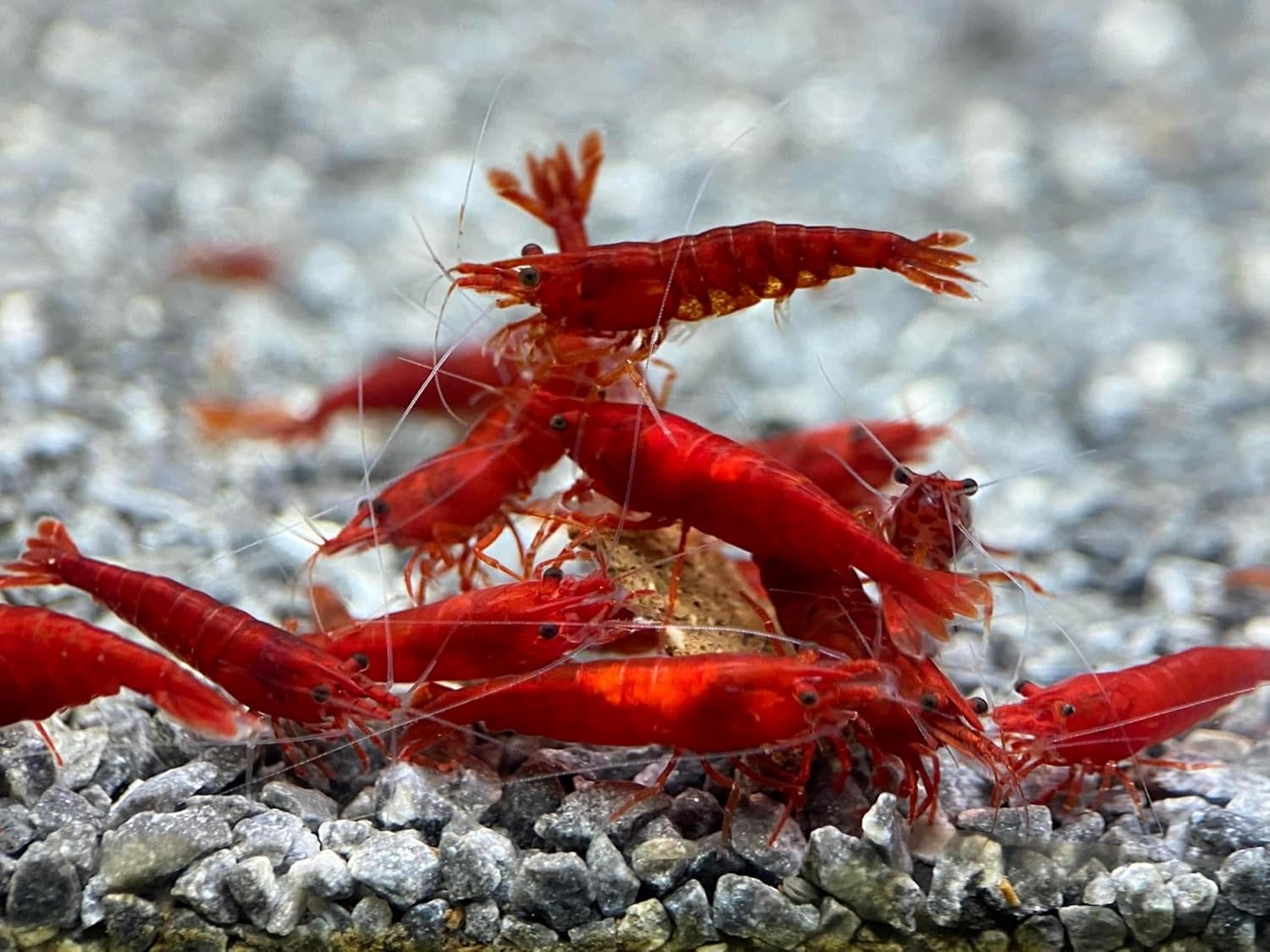 Generic Las Vegas Exotic Fish™ 20 Neocaridina Shrimp Live Freshwater Shrimp Aquarium Inverts (Live Guarantee or Replacemnt is Free) (Fire Red)