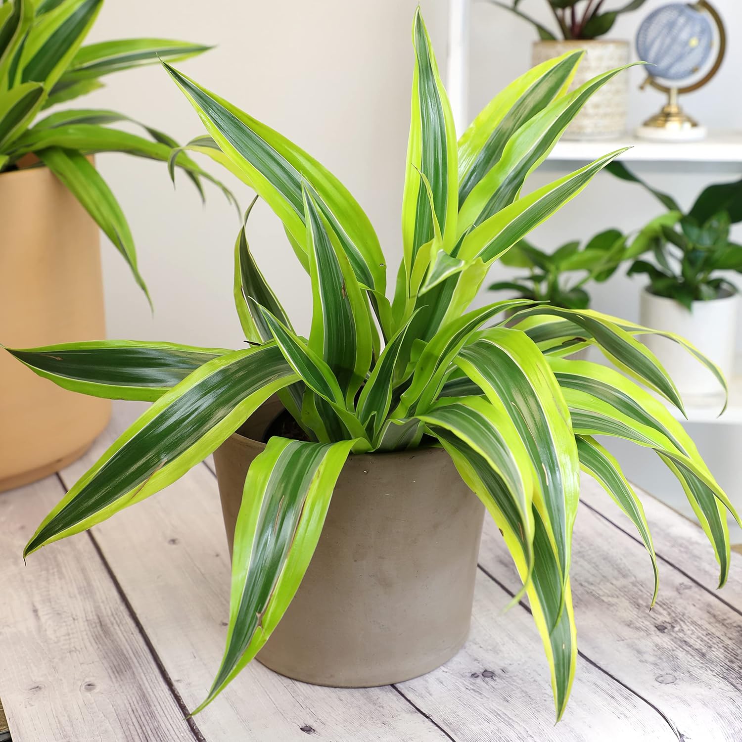 Dragon Tree Easy Plant 6 Inch Plant Pot, Real Plants for Living Room Decor, Office Plant, Low Light House Plants, House Plants Indoors Live Plants Indoor Plants Live Houseplants by Plants for Pets