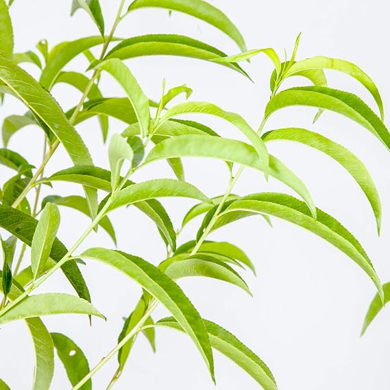 Perfect Plants Flordacrest Peach Tree, 4-5 ft, Freestone Fruit